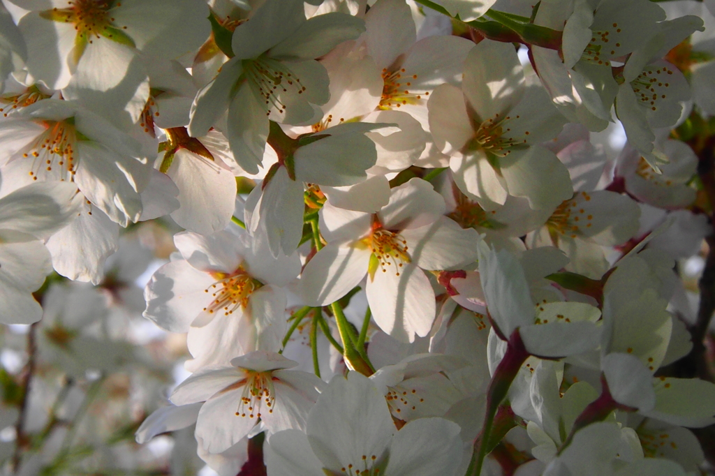 桜桜桜！