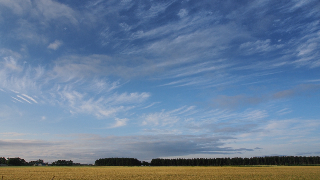 空と雲と防風林と麦畑