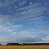 空と雲と防風林と麦畑