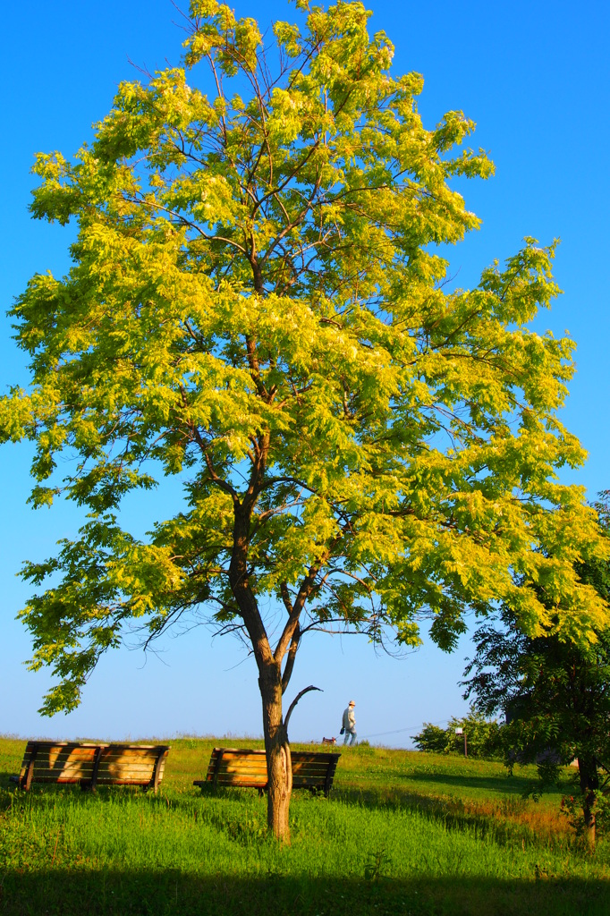 my power tree