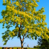 my power tree