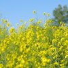 ただただ菜の花