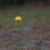 あなたひとり？あなたも？