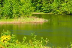 瑞穂の池