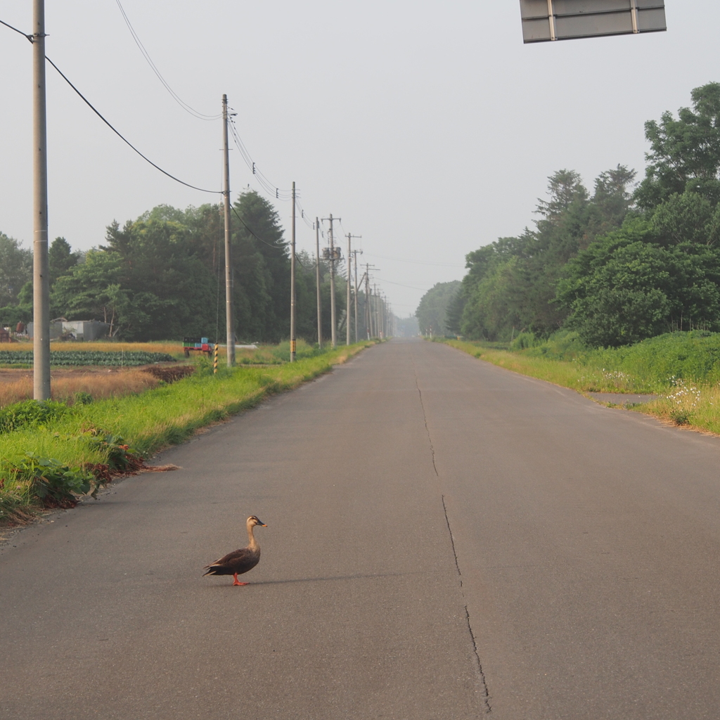 カルガモ優先道路