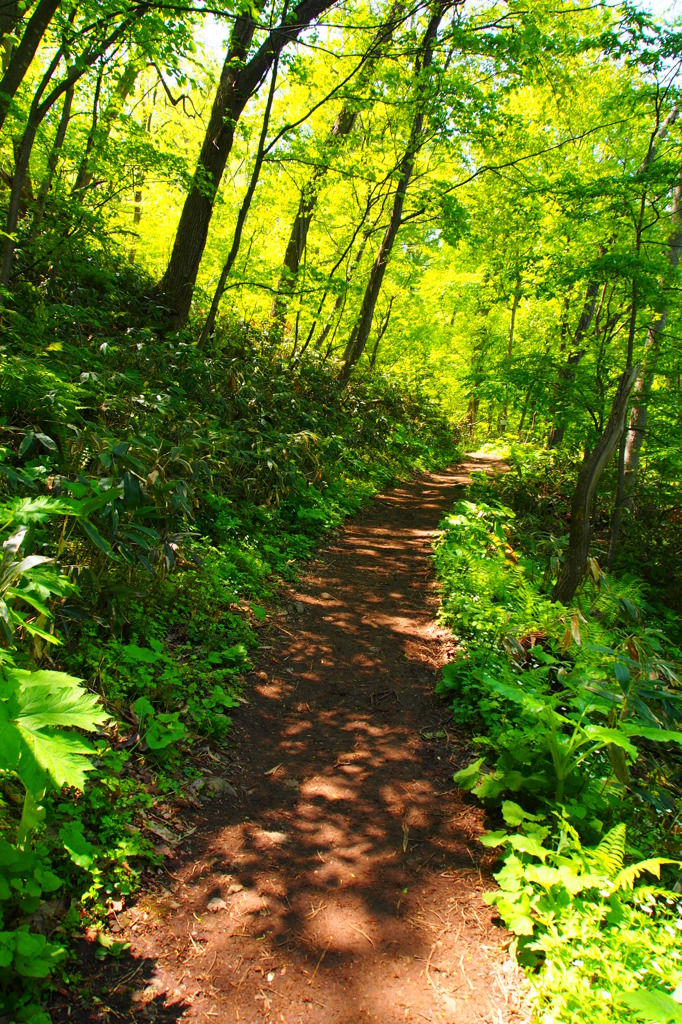 木漏れ日の藻岩山登山道