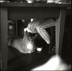 ストライプ。。。。