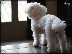 dog2