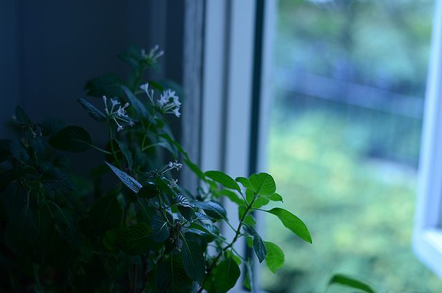 窓の外を見る緑