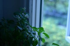 窓の外を見る緑