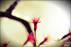 シベ桜