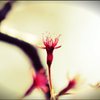 シベ桜