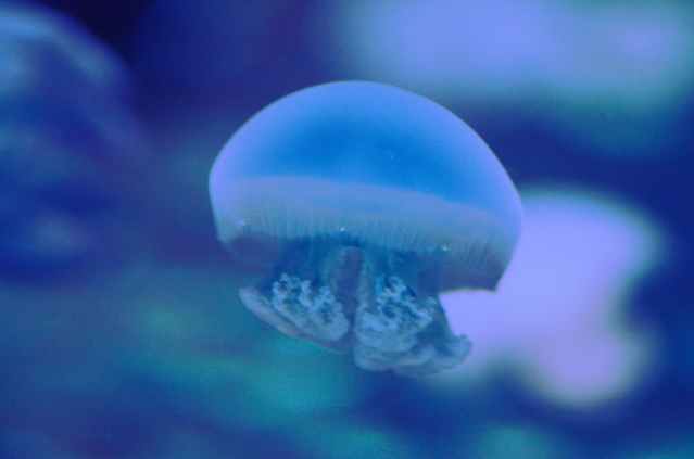海月Ⅱ