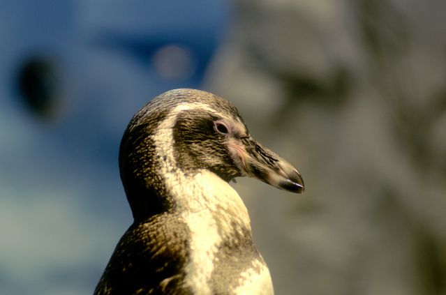 ペンギン