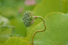 なぜ？くねってる？