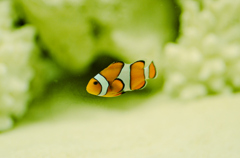 カクレクマノミ