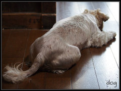 dog3
