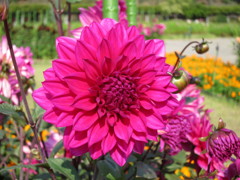 兵庫県立フラワーセンター