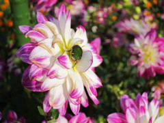 兵庫県立フラワーセンター