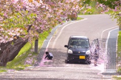 桜の思い出