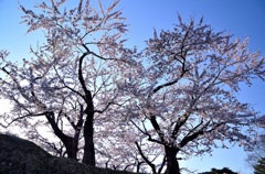 朝の光に輝く桜