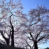 朝の光に輝く桜