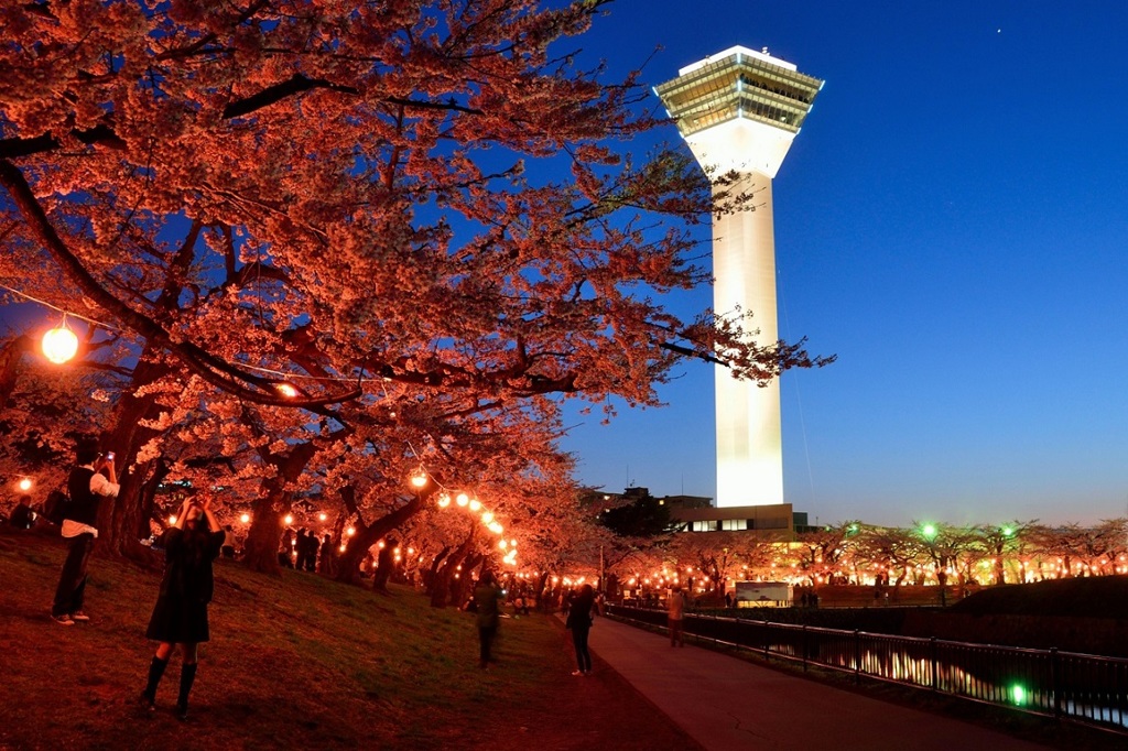 夜桜と五稜郭タワー