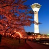 夜桜と五稜郭タワー