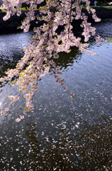 水面に散る桜