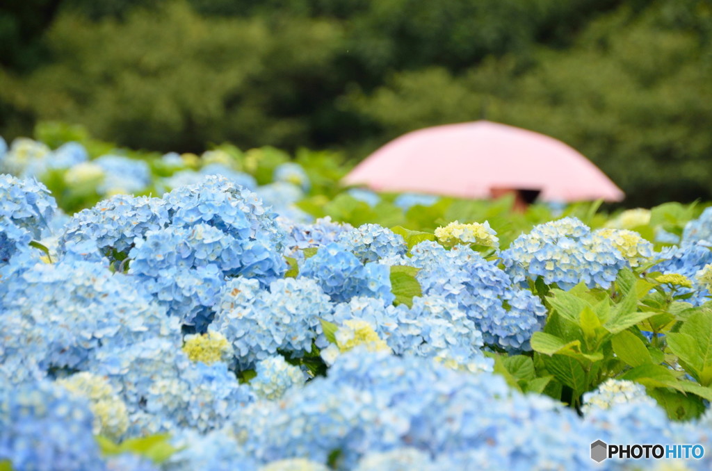 紫陽花と傘
