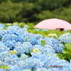 紫陽花と傘