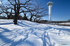 雪の五稜郭