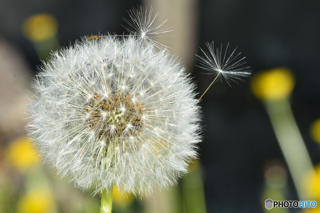 puffball