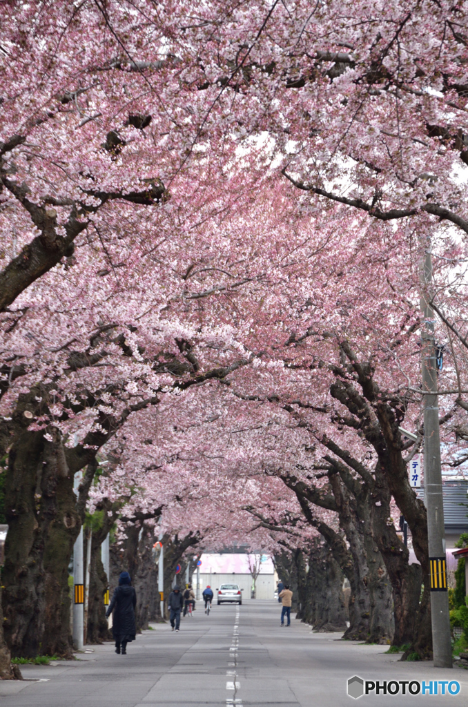 桜トンネル