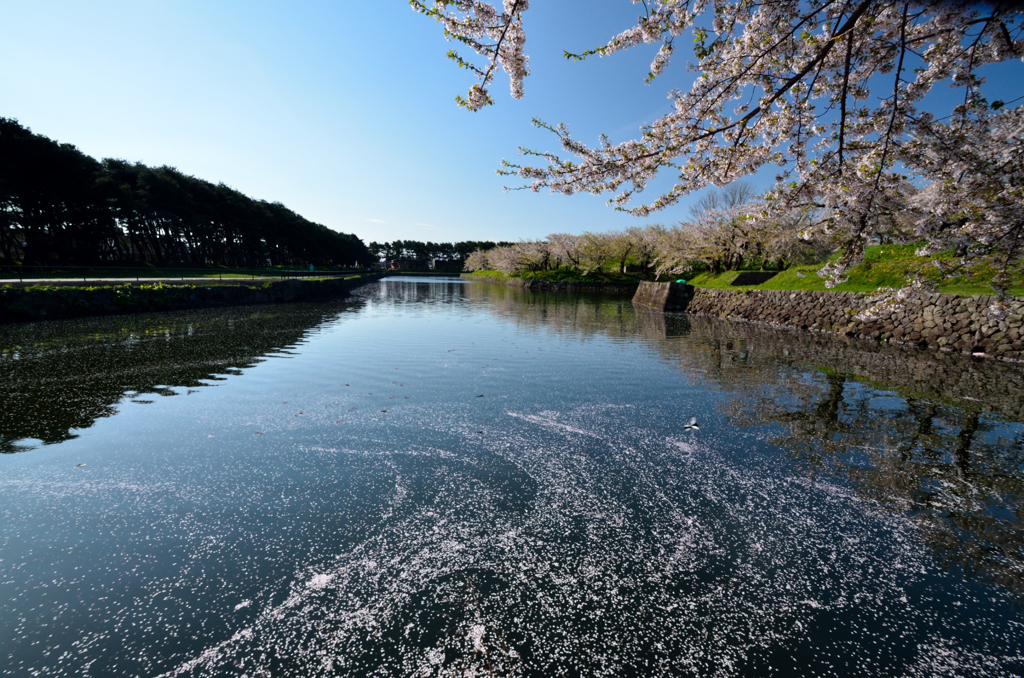 水面の桜