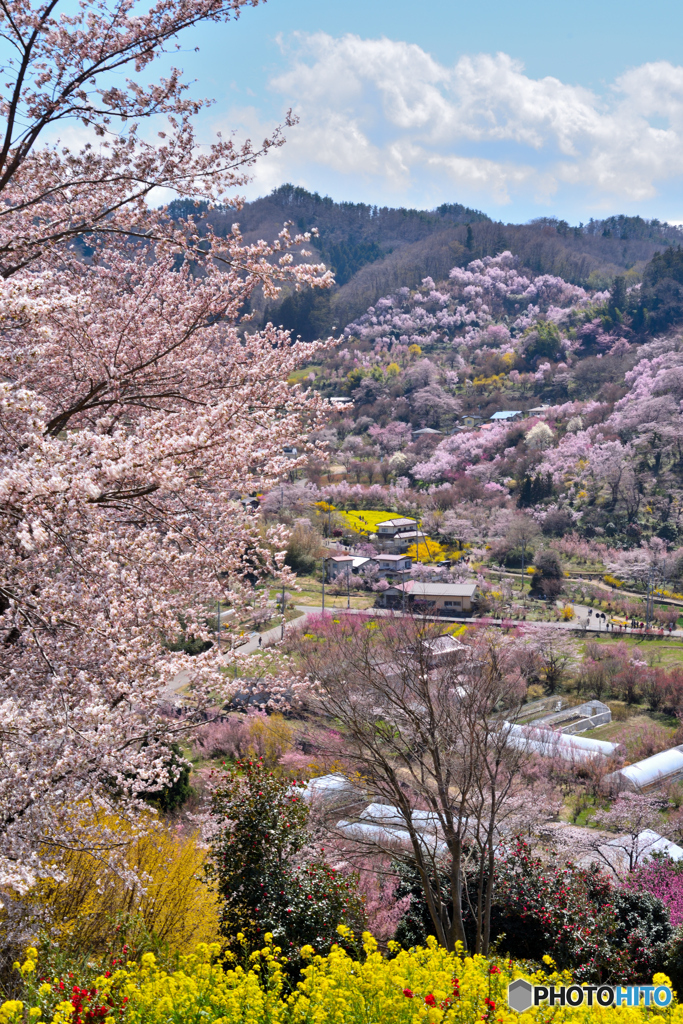 桜色の里