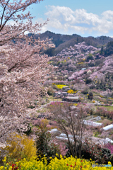 桜色の里