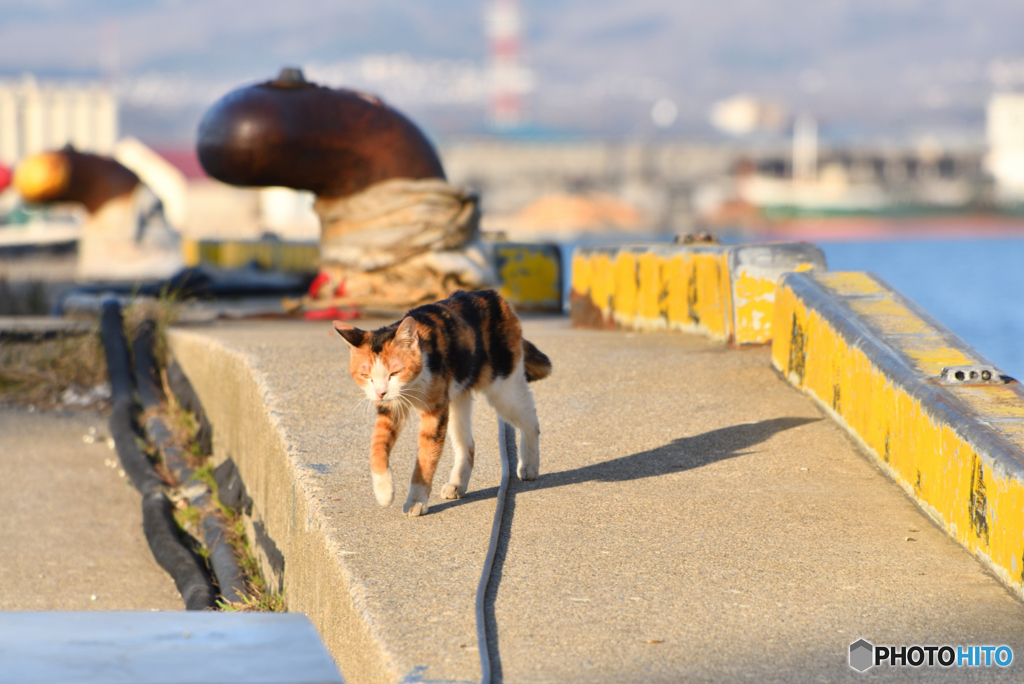 埠頭の猫