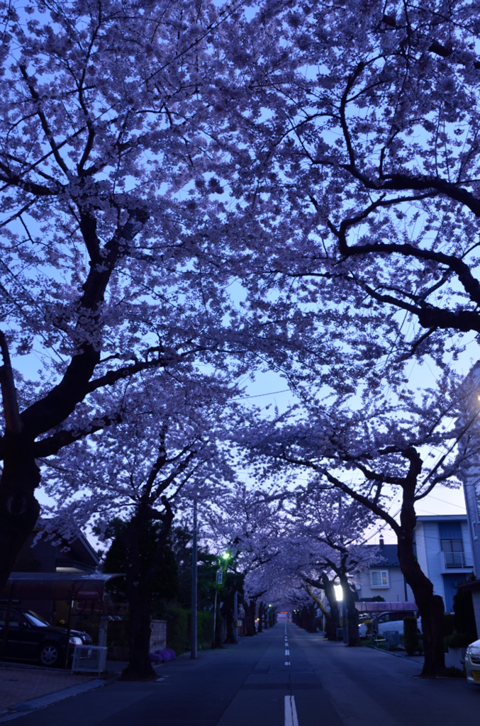 薄明の桜並木