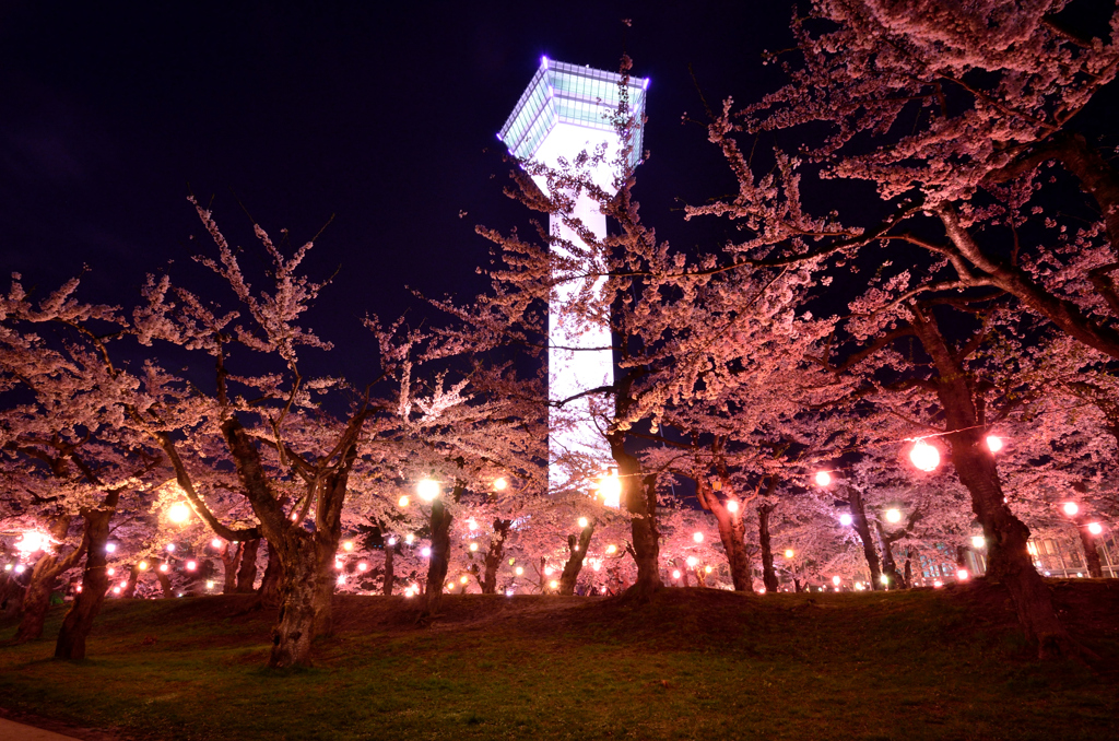 タワーと夜桜