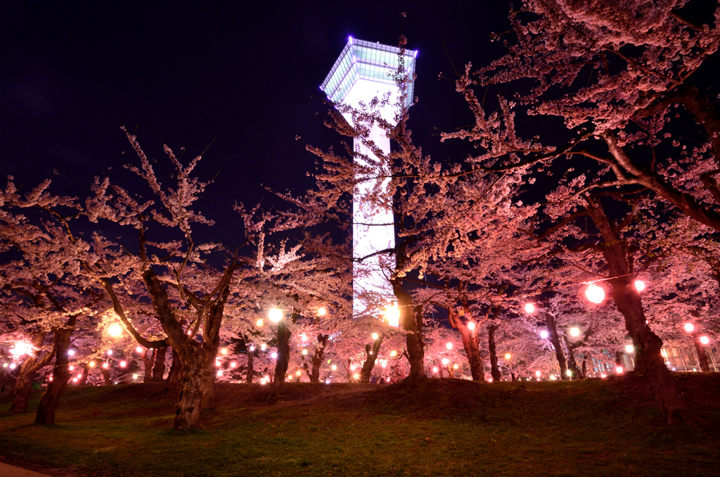 タワーと夜桜