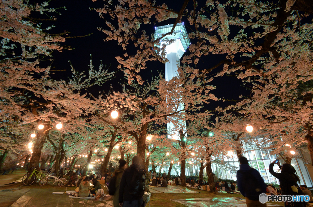 夜桜の下