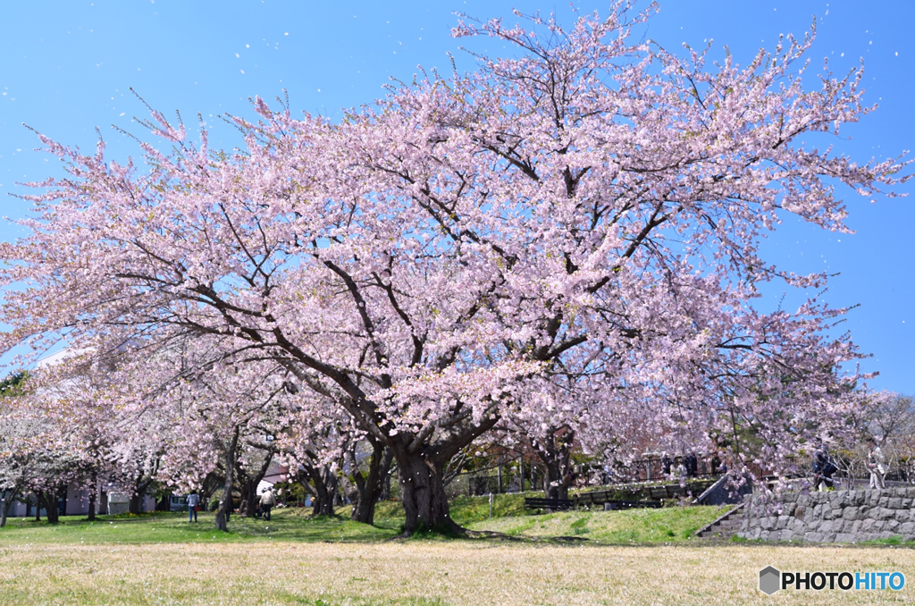 桜