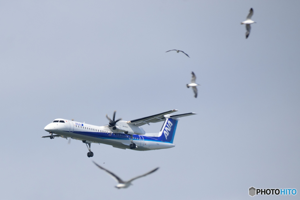 カモメと飛行機