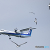 カモメと飛行機