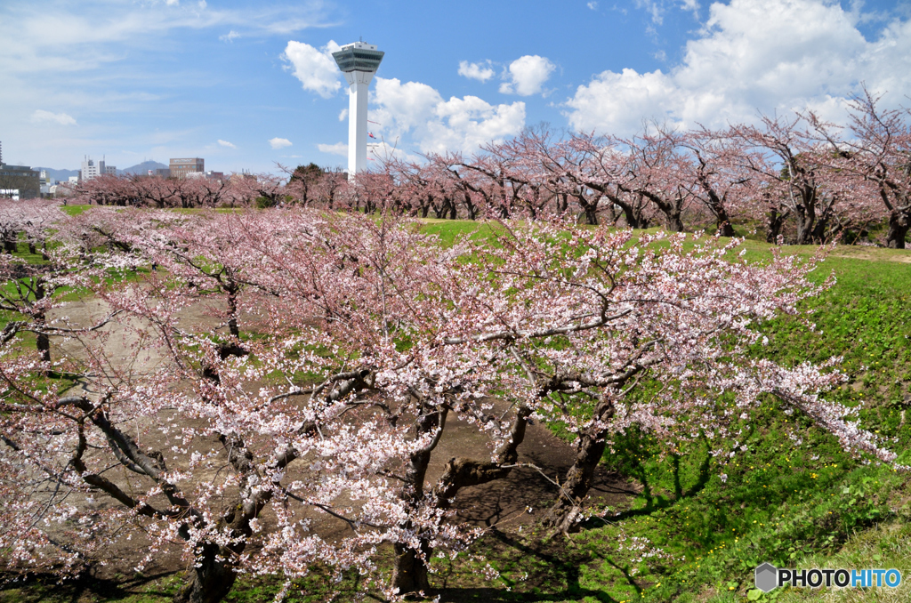 開花始まる