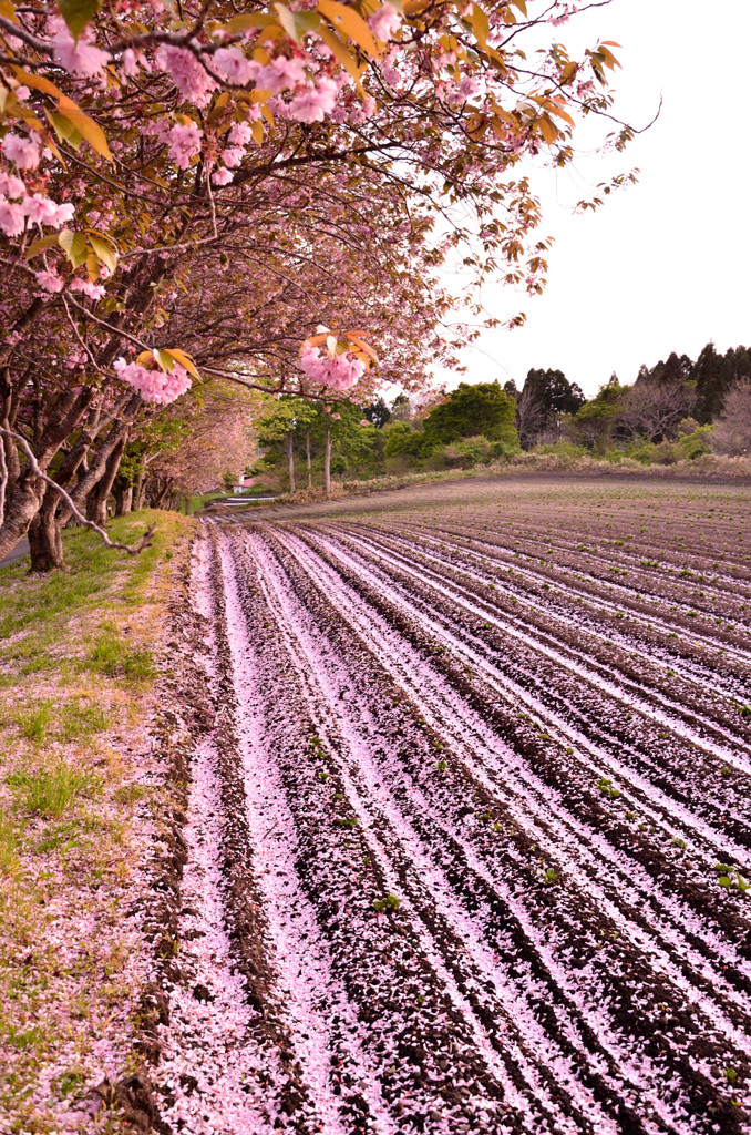 畑の花びら