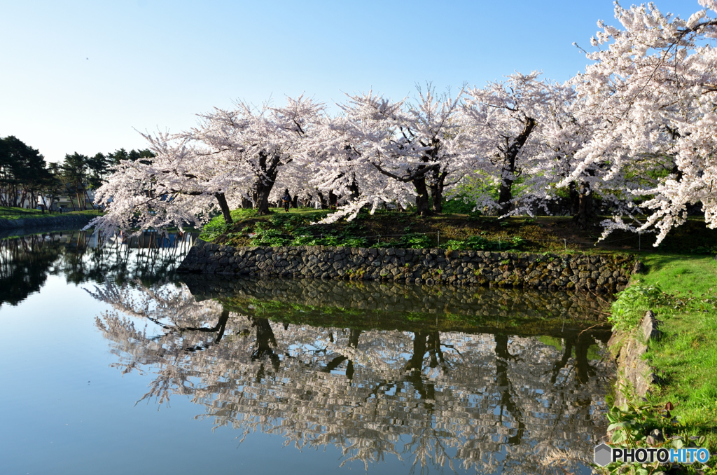 五稜郭の桜