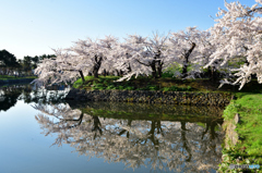 五稜郭の桜