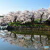 五稜郭の桜